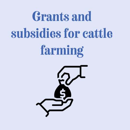 How to make money from raising cattle (1)