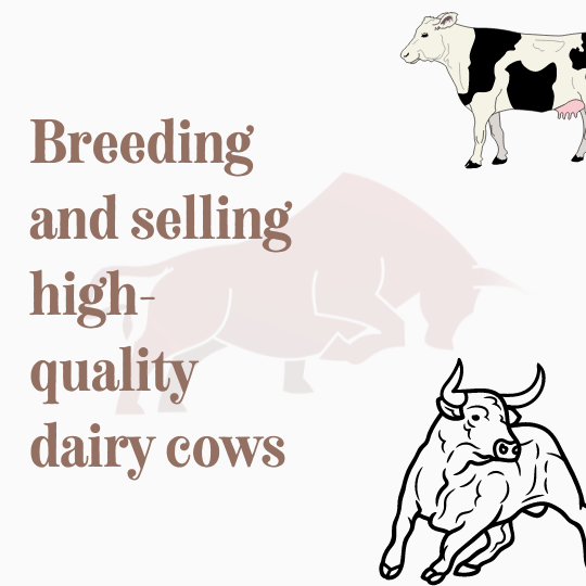 How to make money from raising cattle (4)