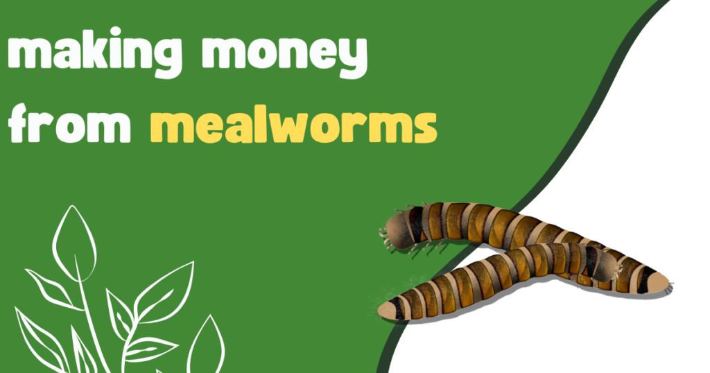 making money from mealworms